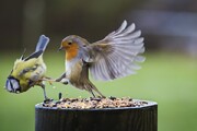 پرندگان به دلیل بی‌بند و باری جنس نر از هم طلاق می‌گیرند