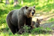 حمله خرس قهوه‌ای به مزارع و باغات یک روستا / ۳ نفر راهی بیمارستان شدند