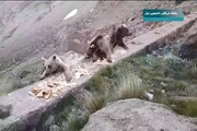 گردشگرانی که با نان خشک از خرس سبلان پذیرایی می‌کنند! / سکوت محیط زیست در برابر آسیب به حیات وحش + فیلم