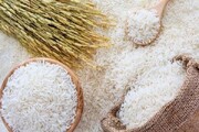 آغاز خرید تضمینی برنج در گیلان