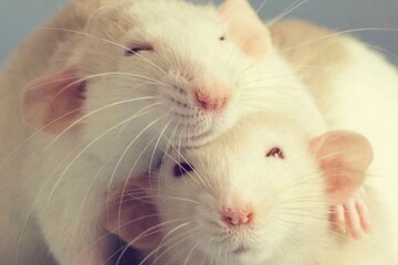 پرسه چندش‌آور یک موش میان سینی‌های قنادی + فیلم