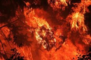 جنگل‌های نوشهر در آتش سوختند