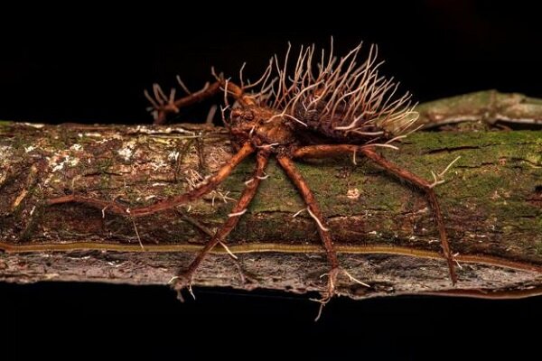بهترین تصاویر ۲۰۲۳ از زاویه دوربین به طبیعت؛ از قارچ مورچه زامبی تا تخم‌ هادروسوروئید