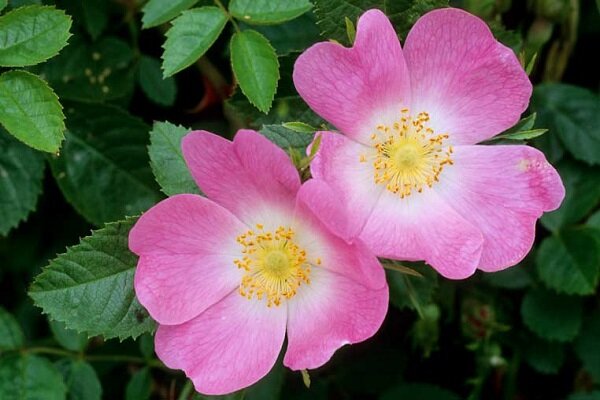  ۱۰ گیاه معجزه‌گر برای درمان کم خونی