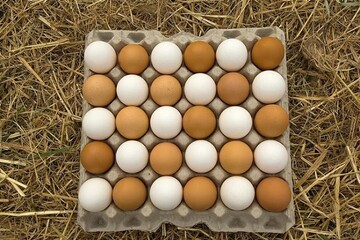 قیمت تخم مرغ چهارشنبه ۱ آذر ۱۴۰۲