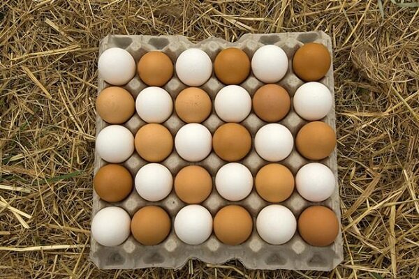 قیمت هر کیلو تخم‌مرغ به بیش از ۴۸ هزار تومان رسید