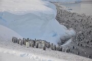 مرگ هزاران جوجه پنگوئن امپراتور در قطب جنوب تائید شد