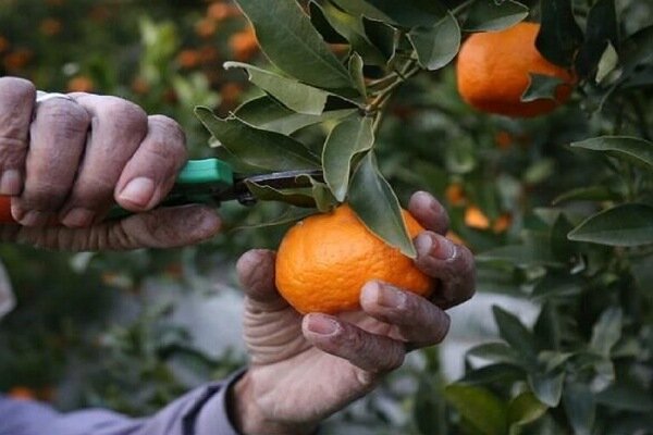 هشدار؛ تا اول مهرماه نارنگیِ نارنجی نخرید