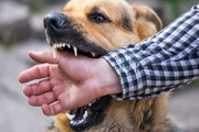 مرگ سالانه  ۳۵ تا ۵۰ نفر بر اثر حمله سگ‌های ولگرد / کشتار راهکار مناسبی است؟