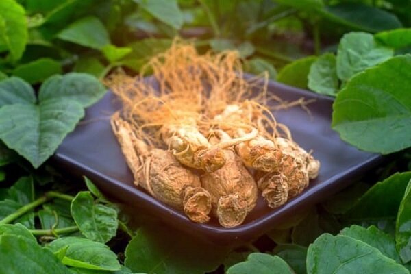 گیاهی که حافظه‌تان را تقویت می‌کند