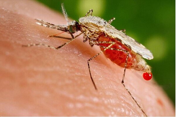 مشاهده موارد ابتلا به مالاریا در کشور