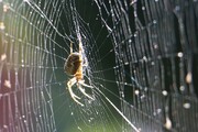 محققان از کرم ابریشم تار عنکبوت گرفتند