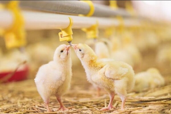 اصلاح ژنتیک برای تولید جوجه‌های مقاوم به آنفلوآنزای مرغی
