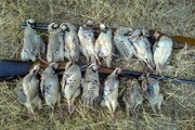 ۴ شکارچی غیرمجاز در دهلران دستگیر شدند