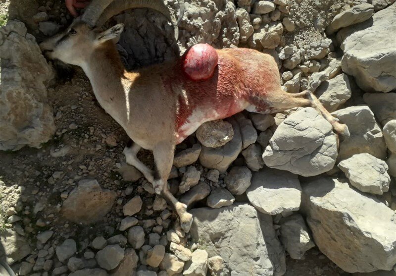 شکار وحشیانه ۹ کل بز کوهی در دنا / شکارچیان دستگیر شدند + عکس