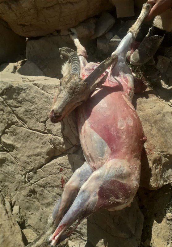 شکار وحشیانه ۹ کل بز کوهی در دنا / شکارچیان دستگیر شدند + عکس