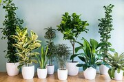 کدام گیاهان استرس خانه و محل کار را کاهش می‌دهند؟