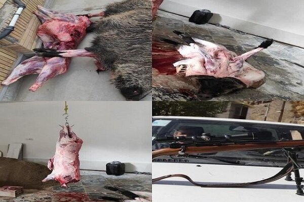 ۶ متخلف شکار غیر مجاز گراز در اسفراین دستگیر شدند