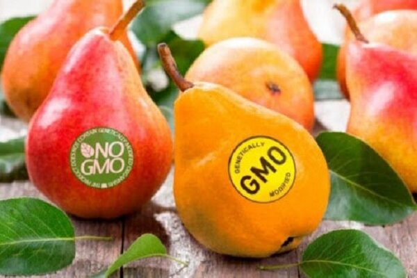 معرفی ۴ ماده غذایی تراریخته در ایران