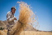 بی‌رغبتی کشاورزان به امر تولید گندم با اعلام نرخ ۱۷ هزار و ۵۰۰ تومان