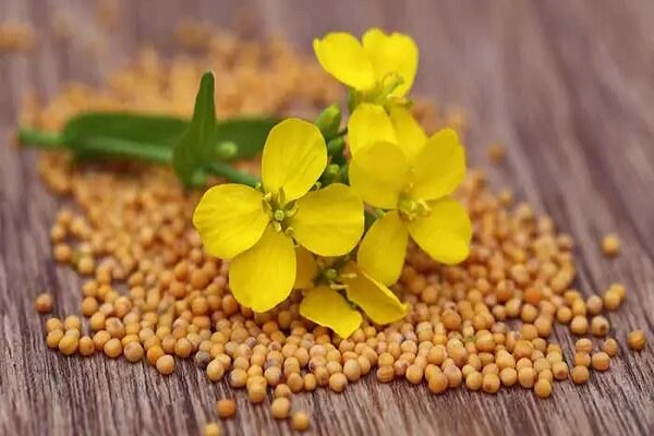 لیتیوم چیست و در کدام غذاها بیشتر یافت می‌شود؟