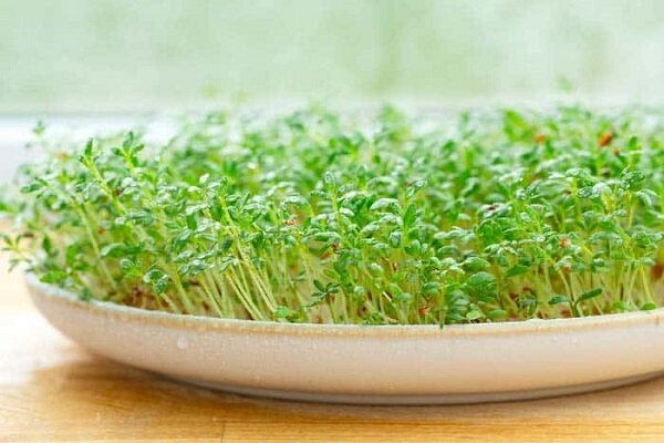 روش‌های کاشت و برداشت بذر شاهی در گلدان و باغچه