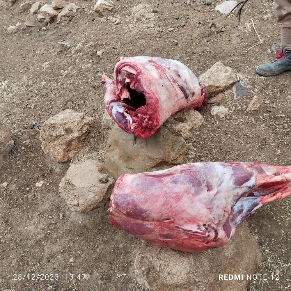 ۶ شکارچی متخلف در دنا دستگیر شدند / کشف ۶ قبضه سلاح + عکس