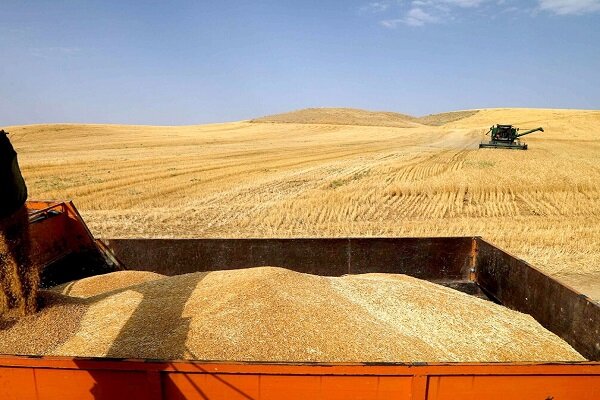 کاهش ۷۰ درصدی تولید گندم باتوجه به خشکسالی‌ها