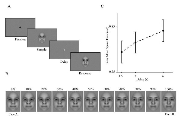 پیری چه تاثیری بر میزان دقت در حافظه تصویری میگذارد؟