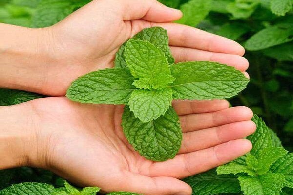 رفع حالت تهوع با زنجبیل و لیمو رفع حالت تهوع با زنجبیل و لیمو