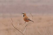 پرنده ملی ایران در خراسان شمالی برای اولین بار مشاهده شد