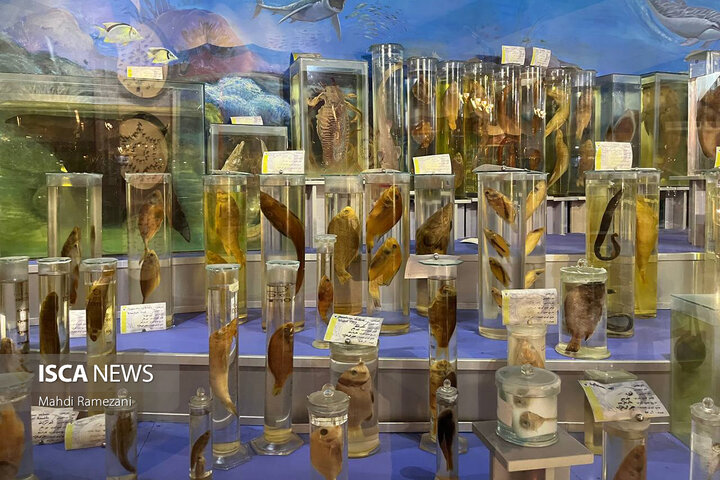 بازدید دانشجویان از موزه آمادای دانشگاه آزاد اسلامی همدان