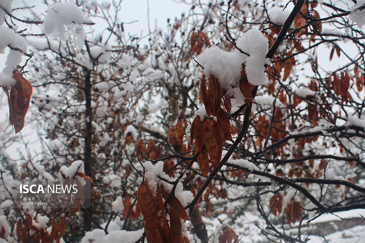 سیمای سفیدپوشِ «صفه» در اصفهان پس از اولین برف زمستانی