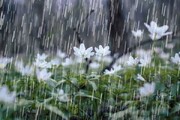 هواشناسی ایران /  رگبار باران، رعد و برق و وزش باد شدید در مناطق مختلف کشور