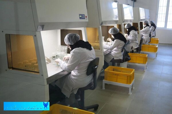 تولید ماهانه ۲۵ هزار گیاه زینتی در سرای نوآوری کشتبافت رفسنجان/ رشد ۵ برابری درآمدها در دو سال