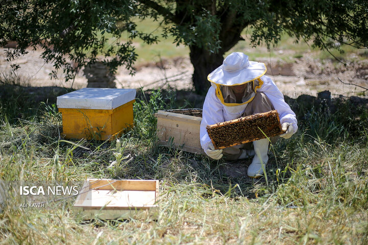 پرورش زنبور عسل در خراسان شمالی