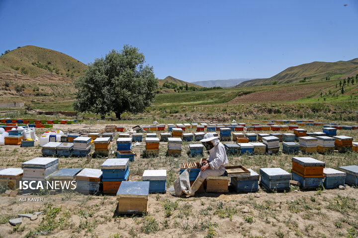 پرورش زنبور عسل در خراسان شمالی