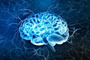 محققان مواد مغذی برای سلامت مغز را شناسایی کردند