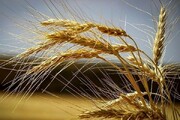 دو برابر شدن عملکرد تولید بذور گندم دیم در دیمزارهای خراسان‌شمالی