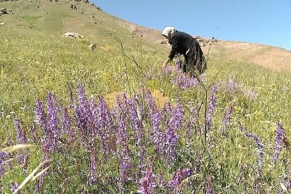 ممنوعیت برداشت کتیرا در همدان؛ هر بوته گون، سدی در برابر فرسایش خاک ممنوعیت برداشت کتیرا در همدان؛ هر بوته گون، سدی در برابر فرسایش خاک