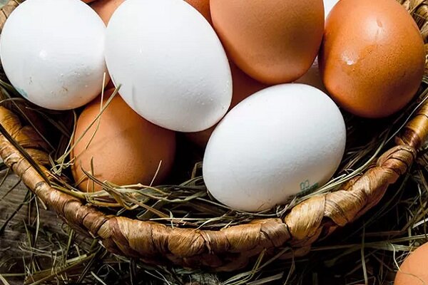 پروتئین موجود در تخممرغ چقدر است؟