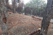 پیگیری علت خشک شدن درختان چیتگر توسط دادستانی