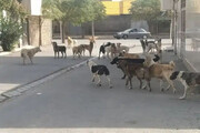 جولان سگ‌های ولگرد در یاسوج