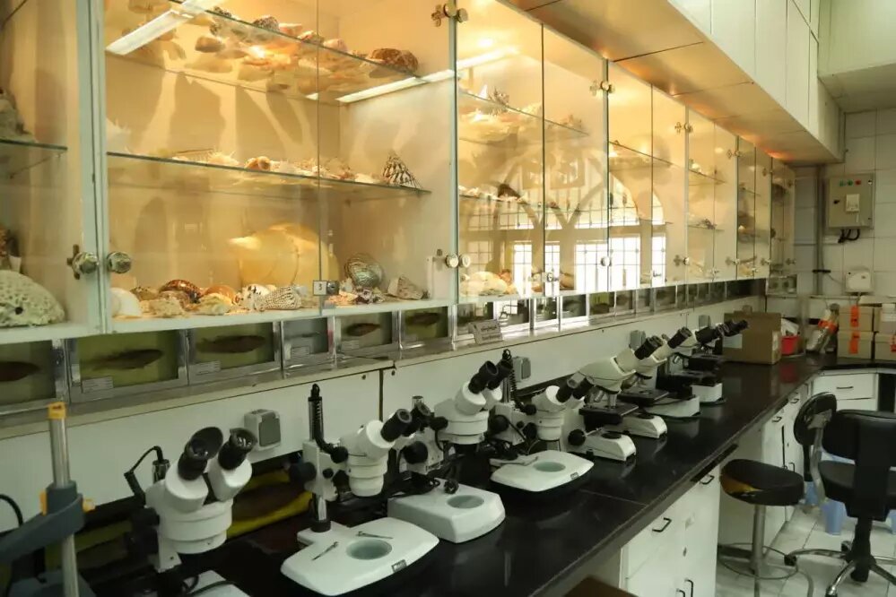 جمع آوری ۷۷۰ نمونه جانوری در کلکسیون جانوران دریایی واحد علوم و تحقیقات