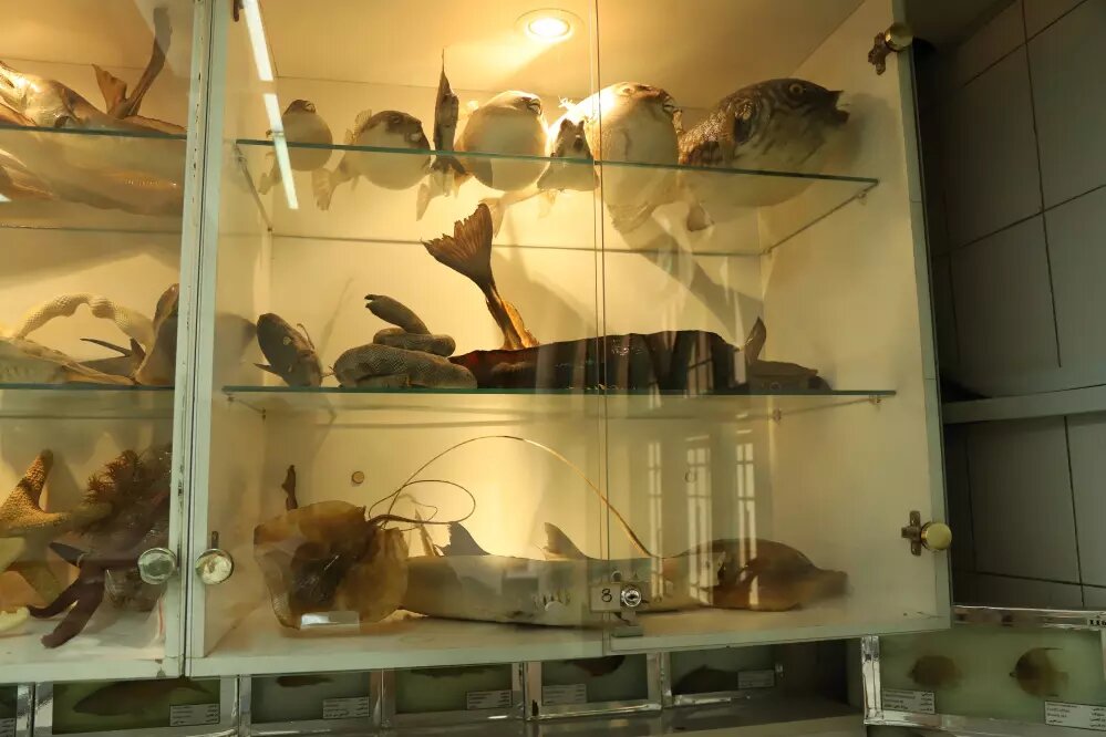 جمع آوری ۷۷۰ نمونه‌ جانوری در کلکسیون جانوران دریایی واحد علوم و تحقیقات