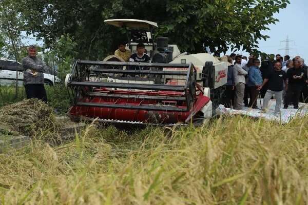 آئین اولین برداشت برنج سال زراعی جاری در مازندران برگزار شد