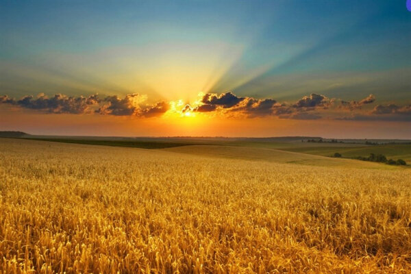 پیش‌بینی خرید بیش از ۲۰۰ هزار تن گندم از کشاورزان قزوینی