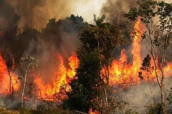 ماجرای جنگل‌هایی که زیر سایه بی‌تدبیری خاکستر می‌شوند / آتش‌سوزی یا آتش‌زدن؟