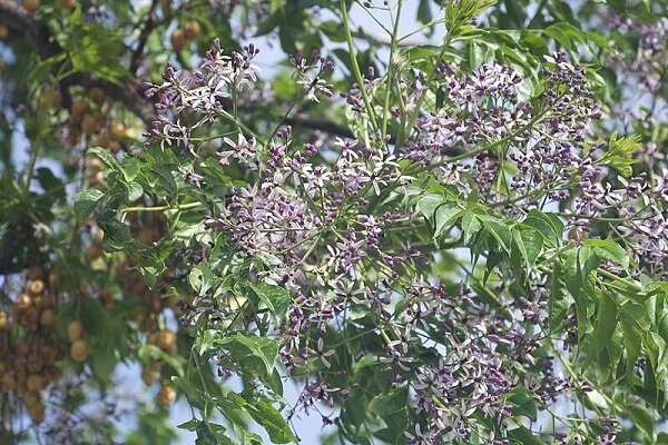 کاشت درخت زیتون تلخ در تهران تکرار ماجرای مگس‌های سفید/ سناریوی گونه‌های مهاجم کی به پایان می‌رسد؟