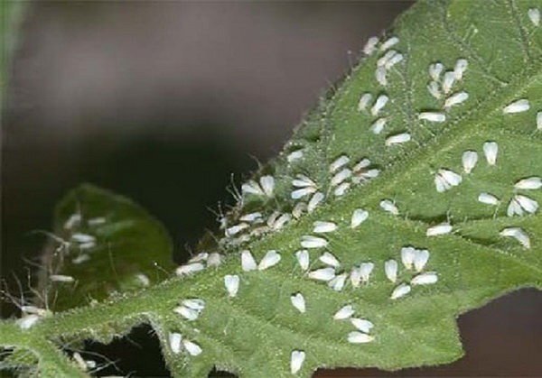 کاشت درخت زیتون تلخ در تهران تکرار ماجرای مگسهای سفید / سناریوی گونههای مهاجم کی به پایان میرسد؟